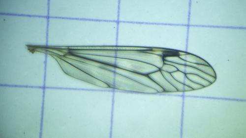 Tipula rufina